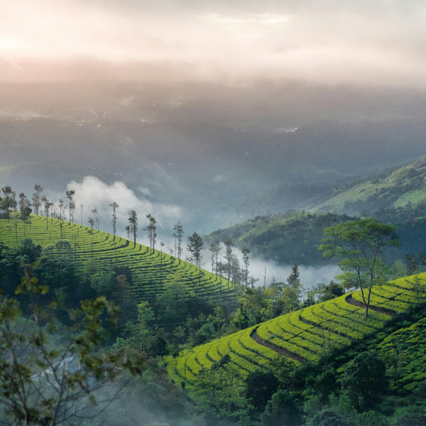 Travelik Munnar